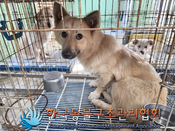 한국동물구조관리협회_441414202300574